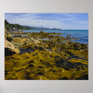 Pôster Nova Zelândia, Southland, Ilha Stewart. Kelp