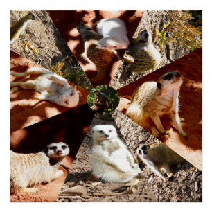 Pôster Nove triângulos Meerkat, Poster brilhante
