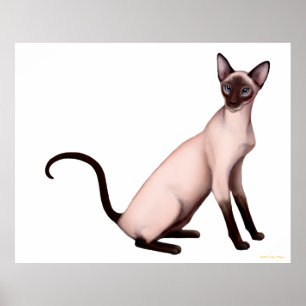Poster novo amigável do gato Siamese