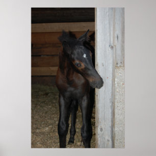 Poster Novo Pônei/Cavalo