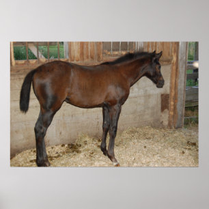 Pôster Novo Pôneo/Cavalo