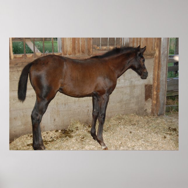 Pôster Novo Pôneo/Cavalo (Frente)