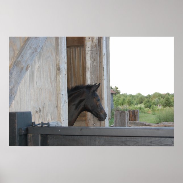 Poster Novo Pôneo/Cavalo (Frente)