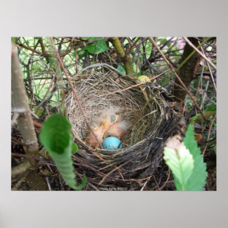 Pôster Novos começos