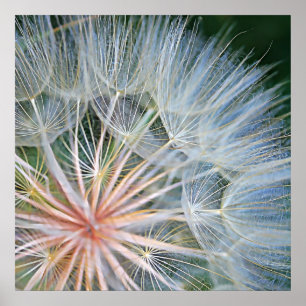 Poster Novos Desejos