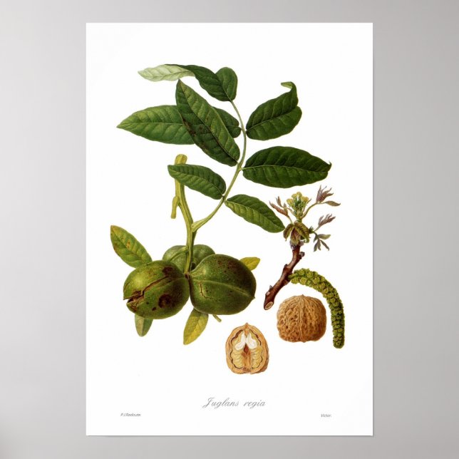 Poster Noz (Juglans regia) (Frente)