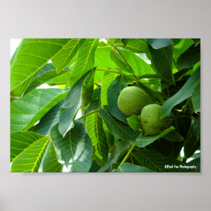 Poster Nozes em Folhagem Verde Iluminada