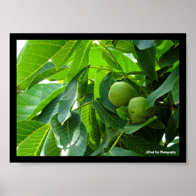 Poster Nozes em Folhagem Verde Iluminada (Frente)