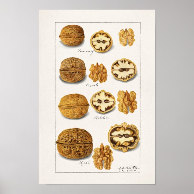 Poster Nozes (Juglans) Fruta (Frente)