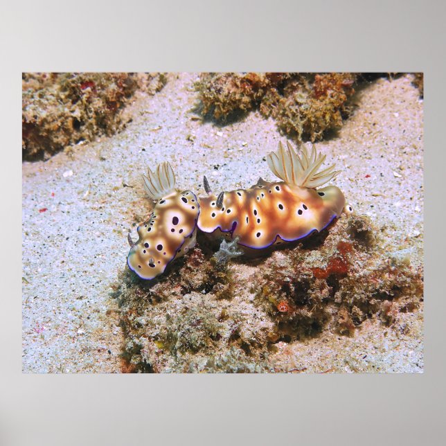 Poster Nudi Pair (Frente)