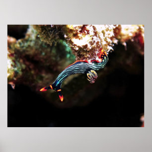 Poster Nudi para Baixo