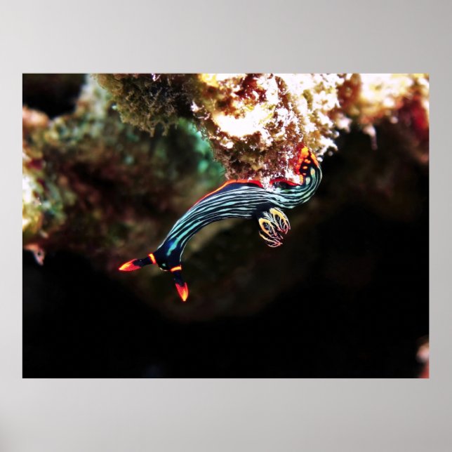 Poster Nudi para Baixo (Frente)