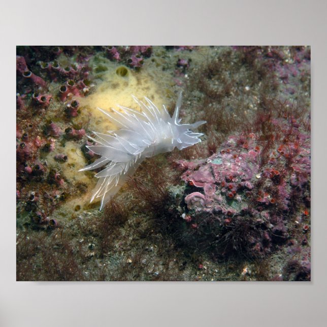 Poster Nudibrânquio Alabastro (Frente)