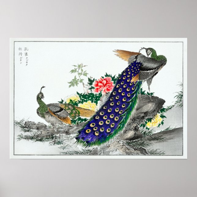 Poster Numata Kashu Peacock e Peony (Frente)