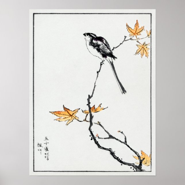 Poster Numata Kashu - Tit e Maple de cauda longa japonesa (Frente)