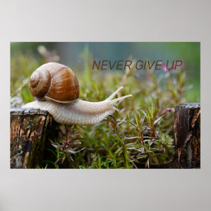 Poster NUNCA DESISTIR - edição de caracol