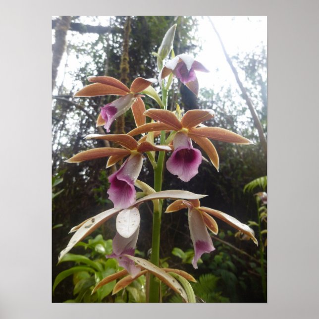 Poster Nuns Hood Orchid Big Island Hawaii (Frente)