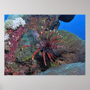 Poster Nusa Lembongan