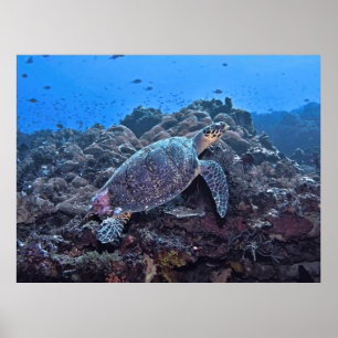 Poster Nusa Lembongan Hawksbill