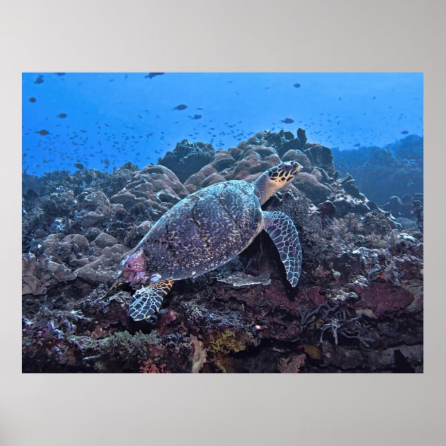 Poster Nusa Lembongan Hawksbill (Frente)