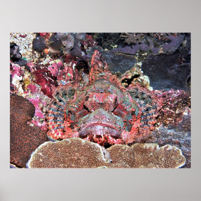 Poster Nusa Lembongan Scorpionfish (Frente)