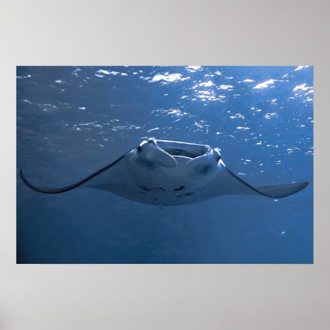 Poster Nusa Penida Manta (Frente)