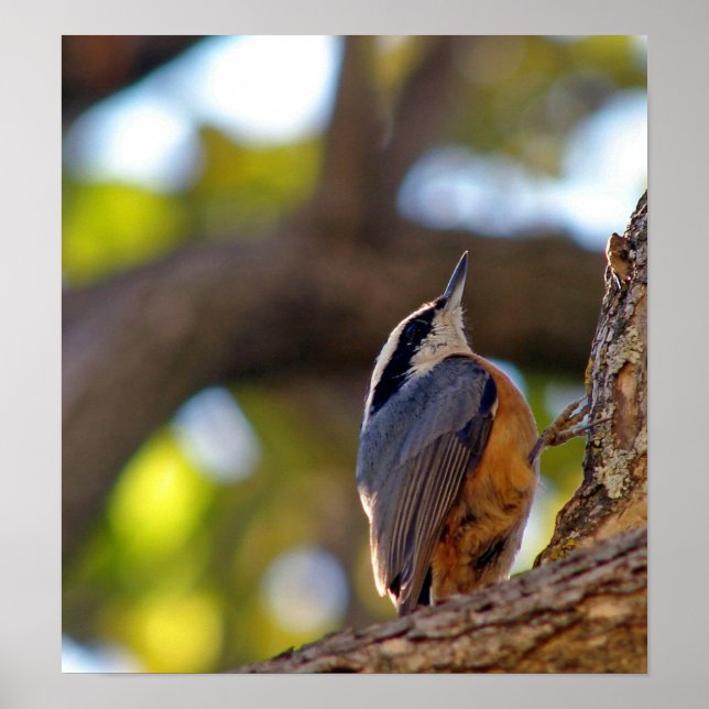 Pôster Nuthatch (Frente)