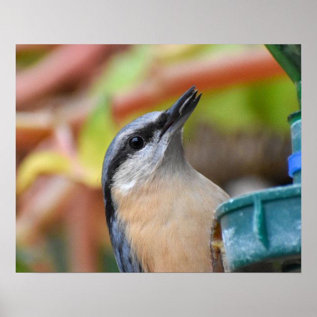Poster Nuthatch (Frente)