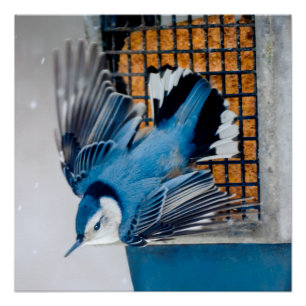 Pôster Nuthatch Branca em Neve - Foto original