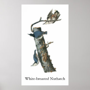 Poster Nuthatch de mamadeira branca, John Audubon