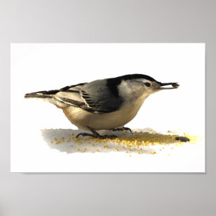 Pôster Nuthatch de peito branco