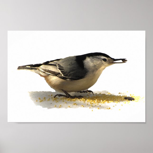 Pôster Nuthatch de peito branco (Frente)