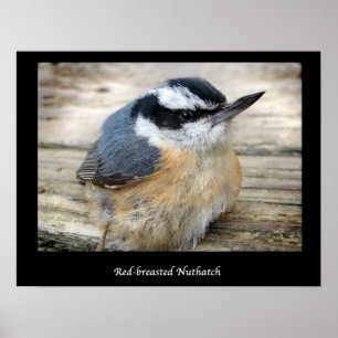 Pôster Nuthatch de peito vermelho