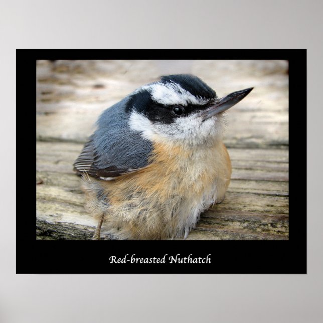 Pôster Nuthatch de peito vermelho (Frente)