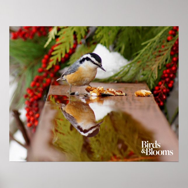 Pôster Nuthatch de peito vermelho (Frente)