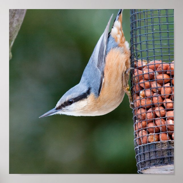 Poster Nuthatch no alimentador (Frente)