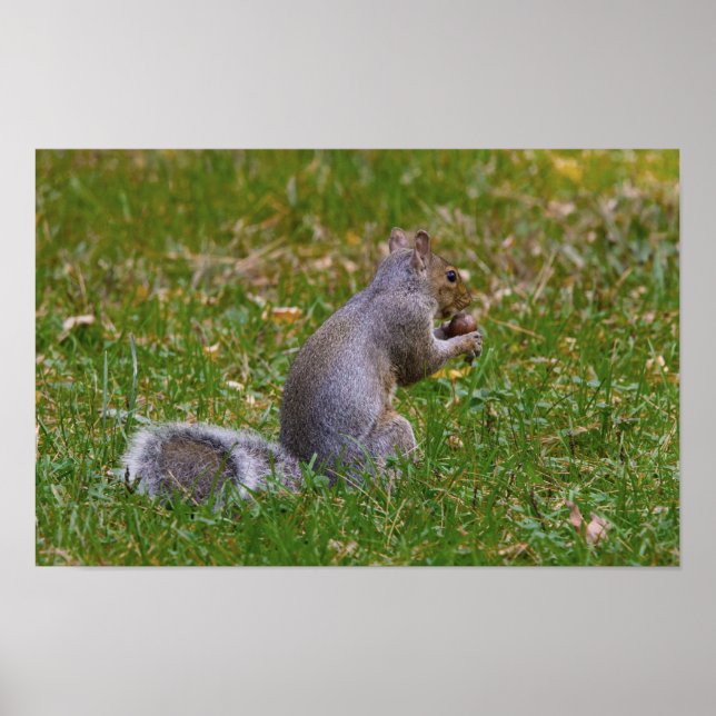 Poster Nutty Squirrel (Frente)