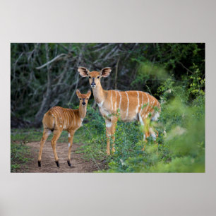 Poster Nyala (Tragelaphus Angazii) With Young, Ndumo
