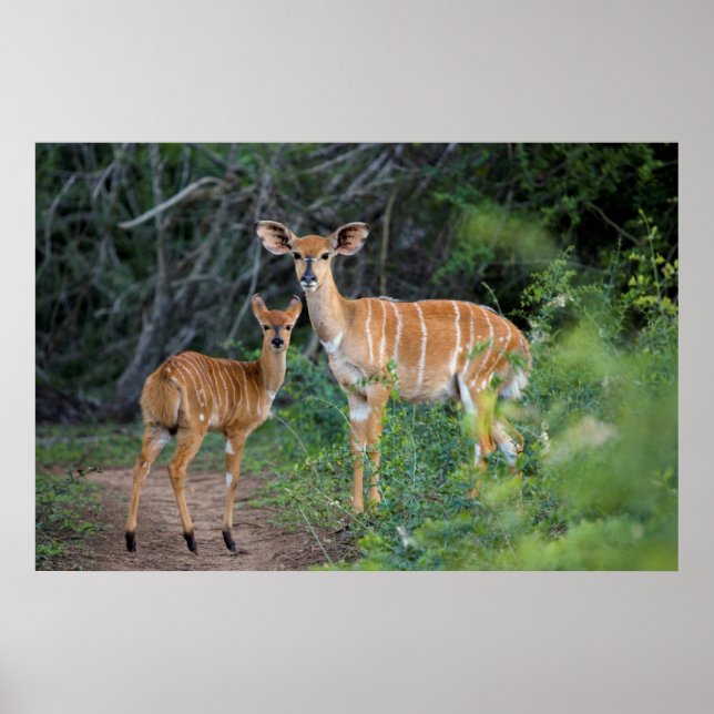 Poster Nyala (Tragelaphus Angazii) With Young, Ndumo (Frente)