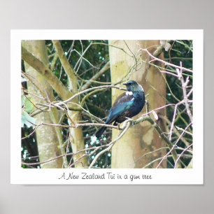 Poster NZ Tui em uma árvore de goma