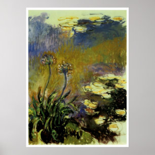 Poster O Agapanthus