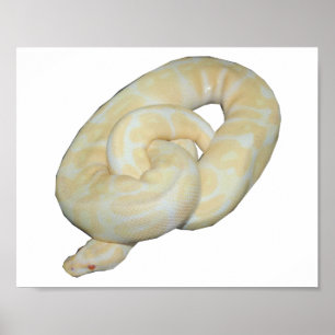 Poster O albino Bumble a abelha