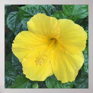 Poster O amarelo floresce a foto