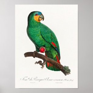 Poster O Amazona de Asa Laranja