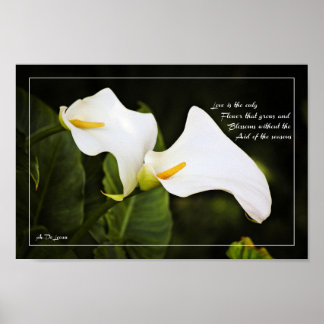 Poster O amor é a única flor