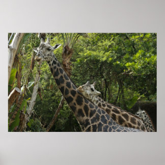 Pôster O Amor Está No Ar