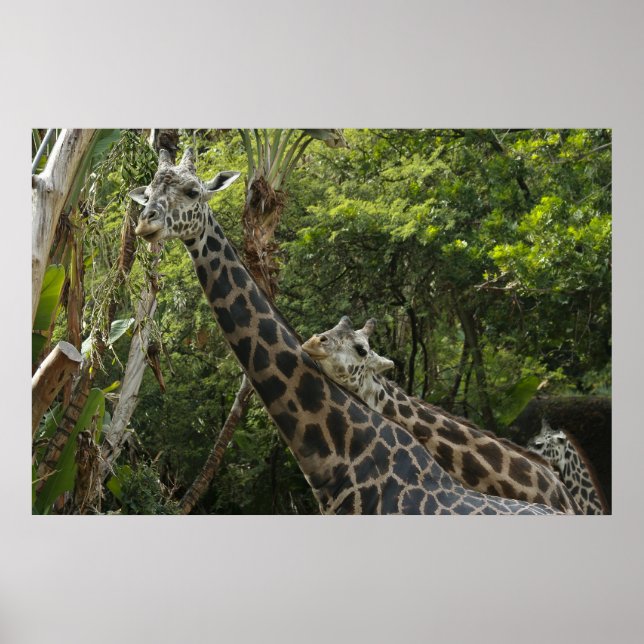 Pôster O Amor Está No Ar (Frente)