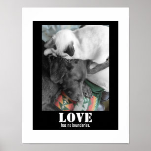 Poster O amor não tem nenhuma fotografia do cão do gato