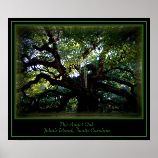 Pôster O Angel Oak (Frente)