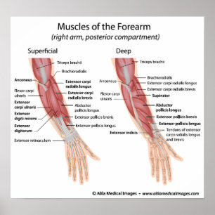 Poster O antebraço muscles o compartimento dorsal